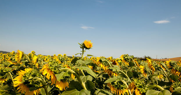 Inbound-Marketing-come-usarlo-per-differenziarsi-dai-competitor